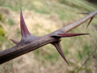 dsc06580a