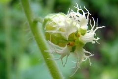 hortus