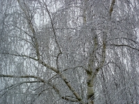 dsc07706a