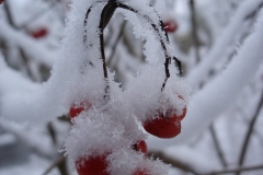 sneeuwfotoos