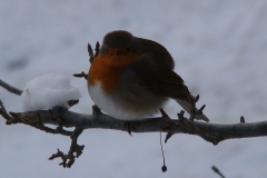 vogeltjes